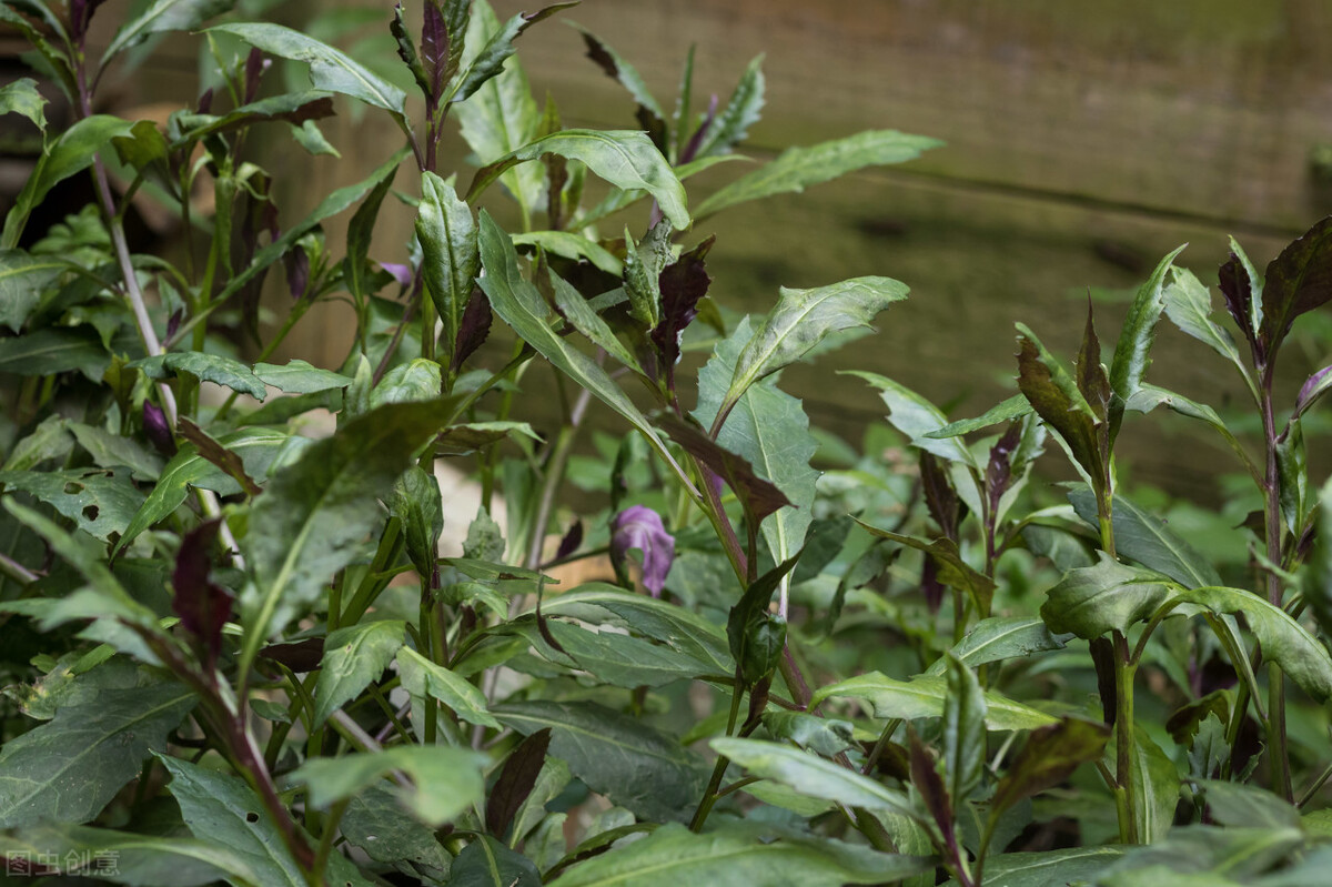 名字很土但很好吃的中国食物,名字不好听但却美味的野菜
