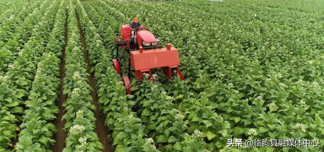 新华网野生菌铺就村民致富之路,新华社点赞县城