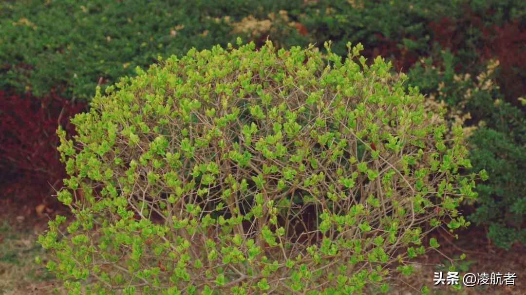 共赴春之约携手新征程,共赴春天之约携手砥砺前行