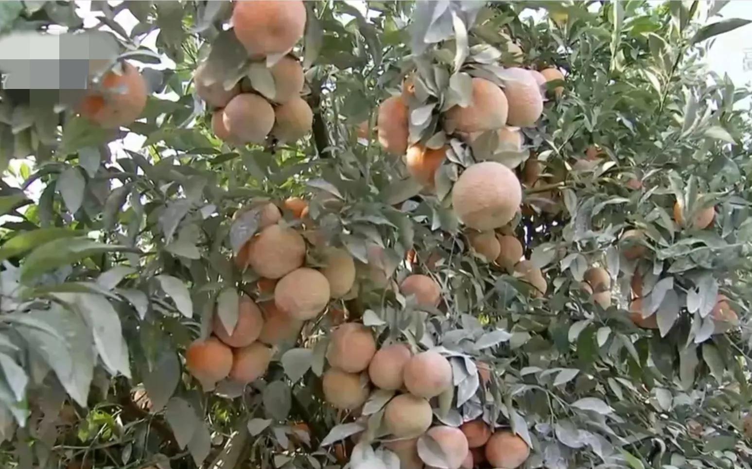 鎵垮寘鑽掑北鐪熷疄鎯呭喌,鑽掑北鑽掑湴鍒╃敤鑷村瘜