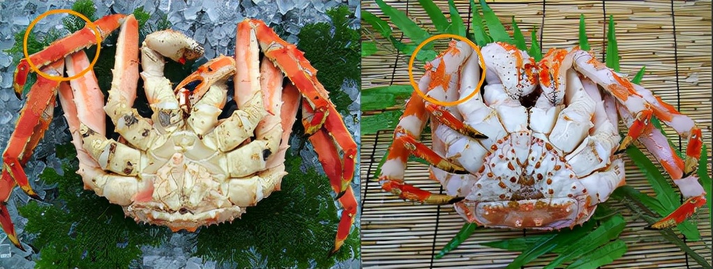 去日本必吃的五种海鲜,到日本必吃的饕餮美食