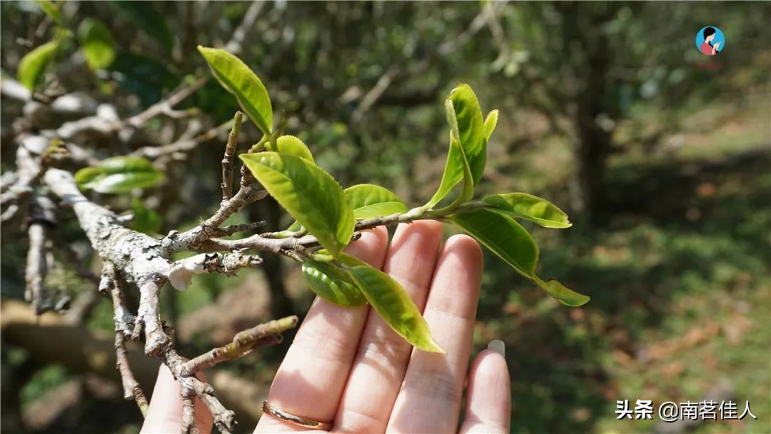 喝春茶对胃有影响吗,喝新茶胃疼怎么缓解
