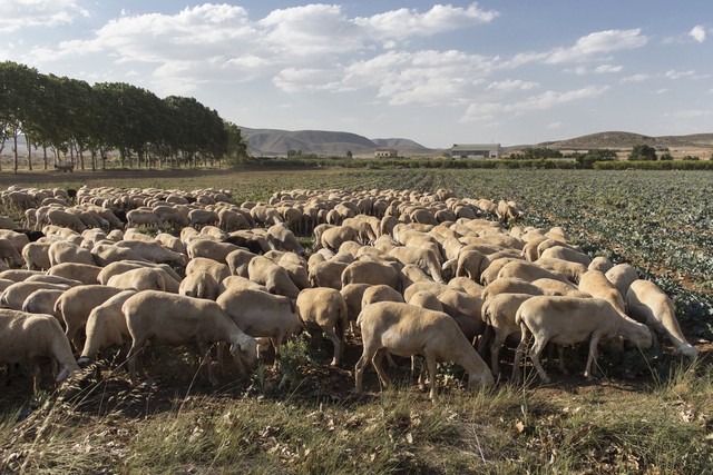 农村养殖羊创业项目计划书,农村投资养殖项目推荐