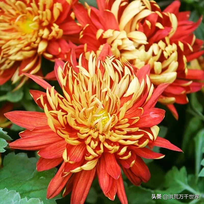 中国十大稀有珍贵菊花品种图片,一年四季开花的菊花有哪些品种