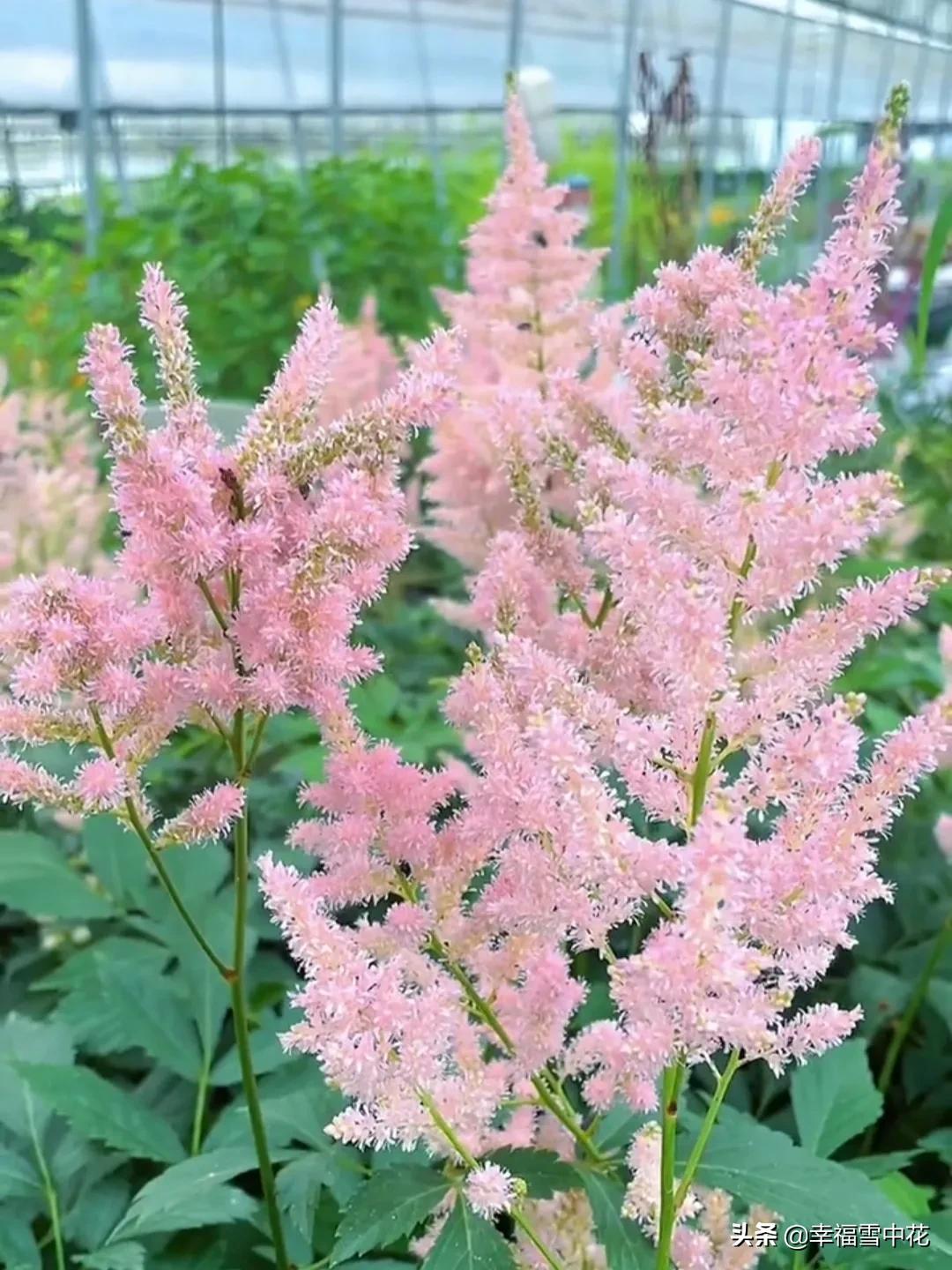 盆栽颜值高的植物,高颜值盆栽品种