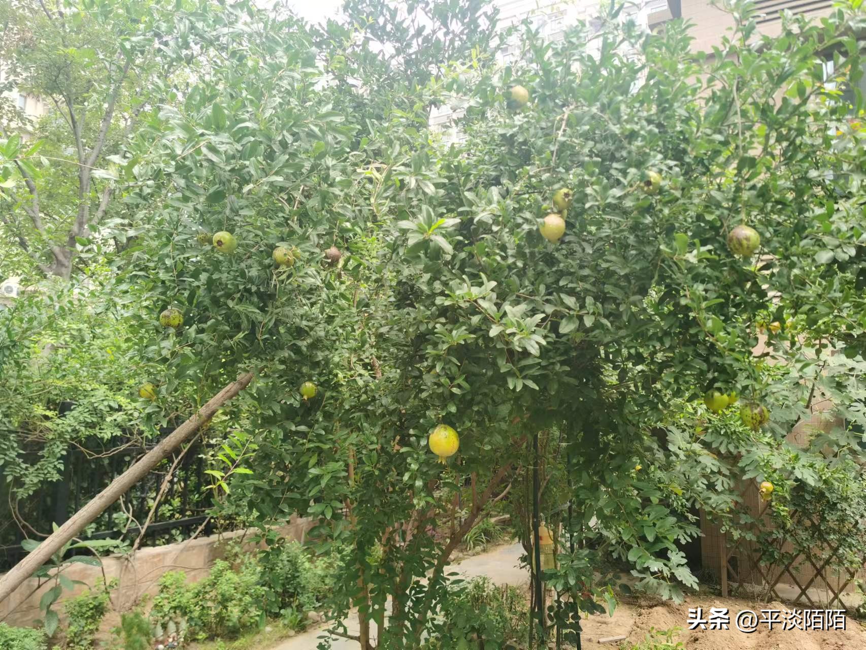 盆栽果树的病虫害治理,自家果园病虫害防治