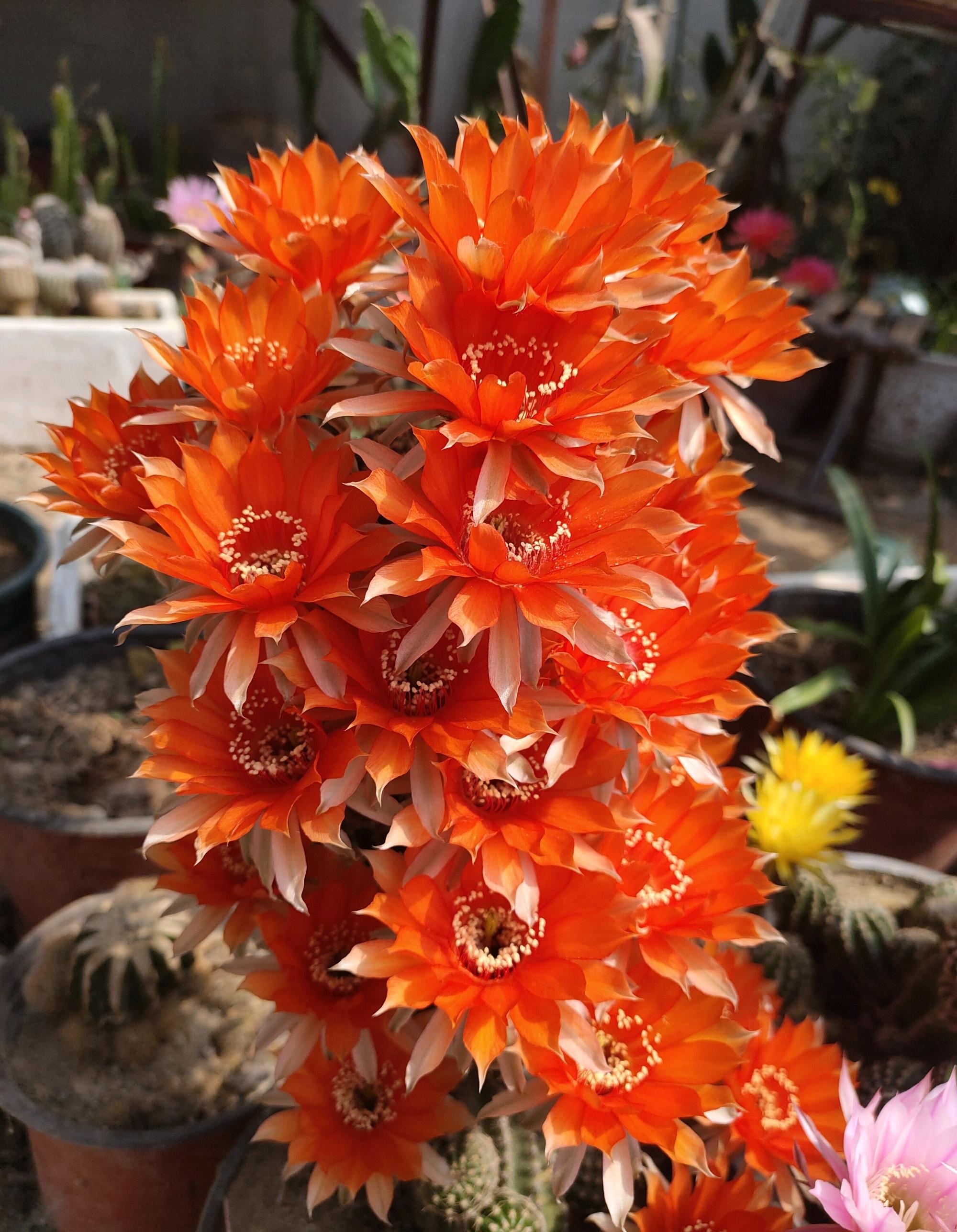 9种很会开花的仙人球，个个颜值高、开花勤奋，养护也简单