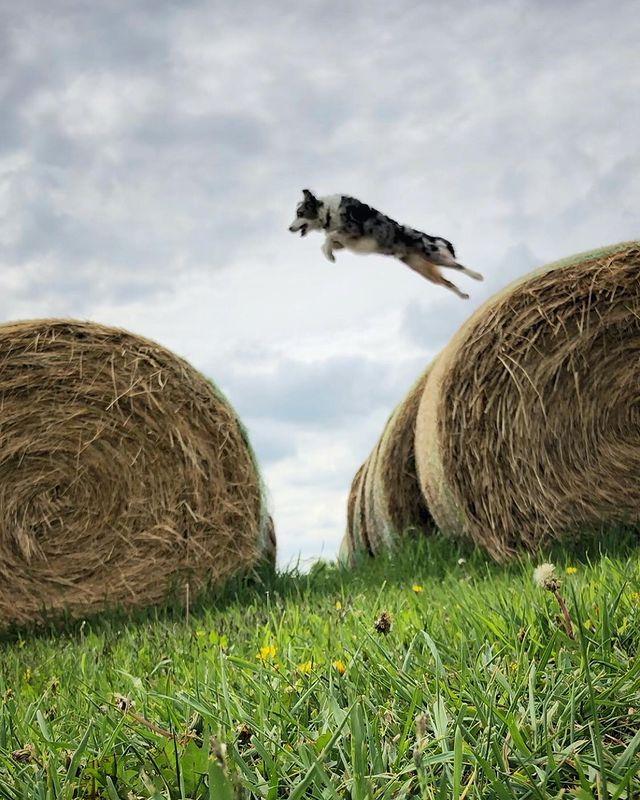 边牧和澳牧的混血狗狗,漂亮狗狗澳牧