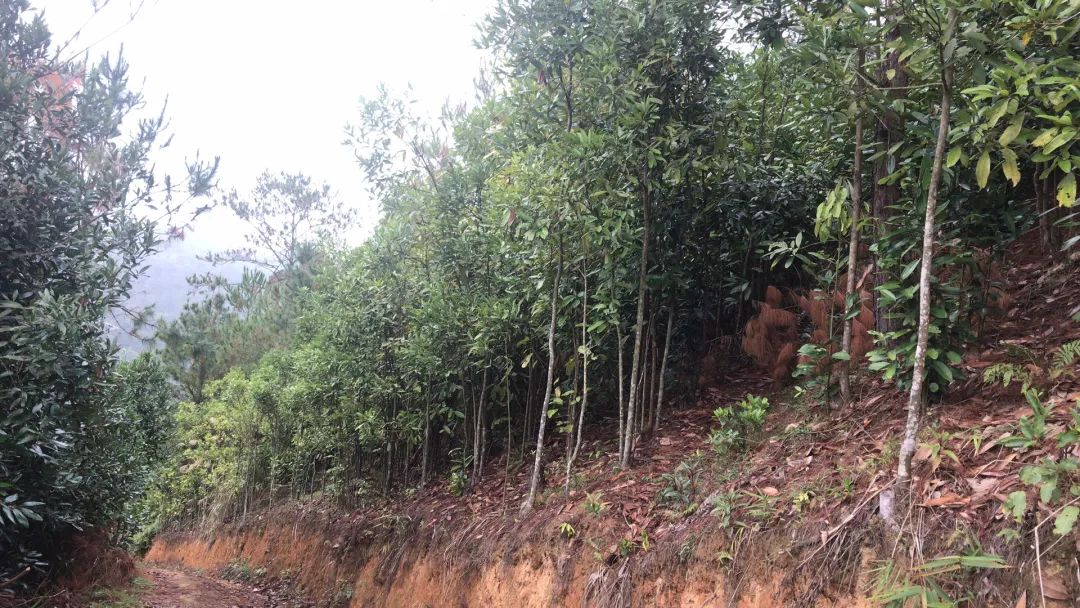 南江茶叶特产,三江土特产茶叶