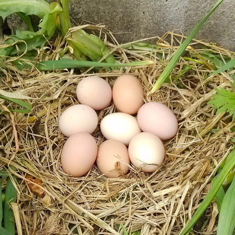 哪些食物是不能和鸡蛋同食的,什么食物和鸡蛋一起吃影响健康