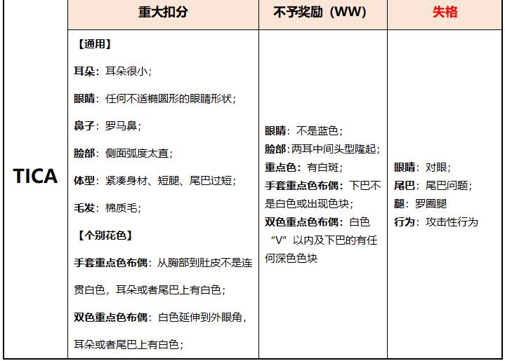 赛级布偶猫怎么查真伪,赛级布偶怎么鉴定