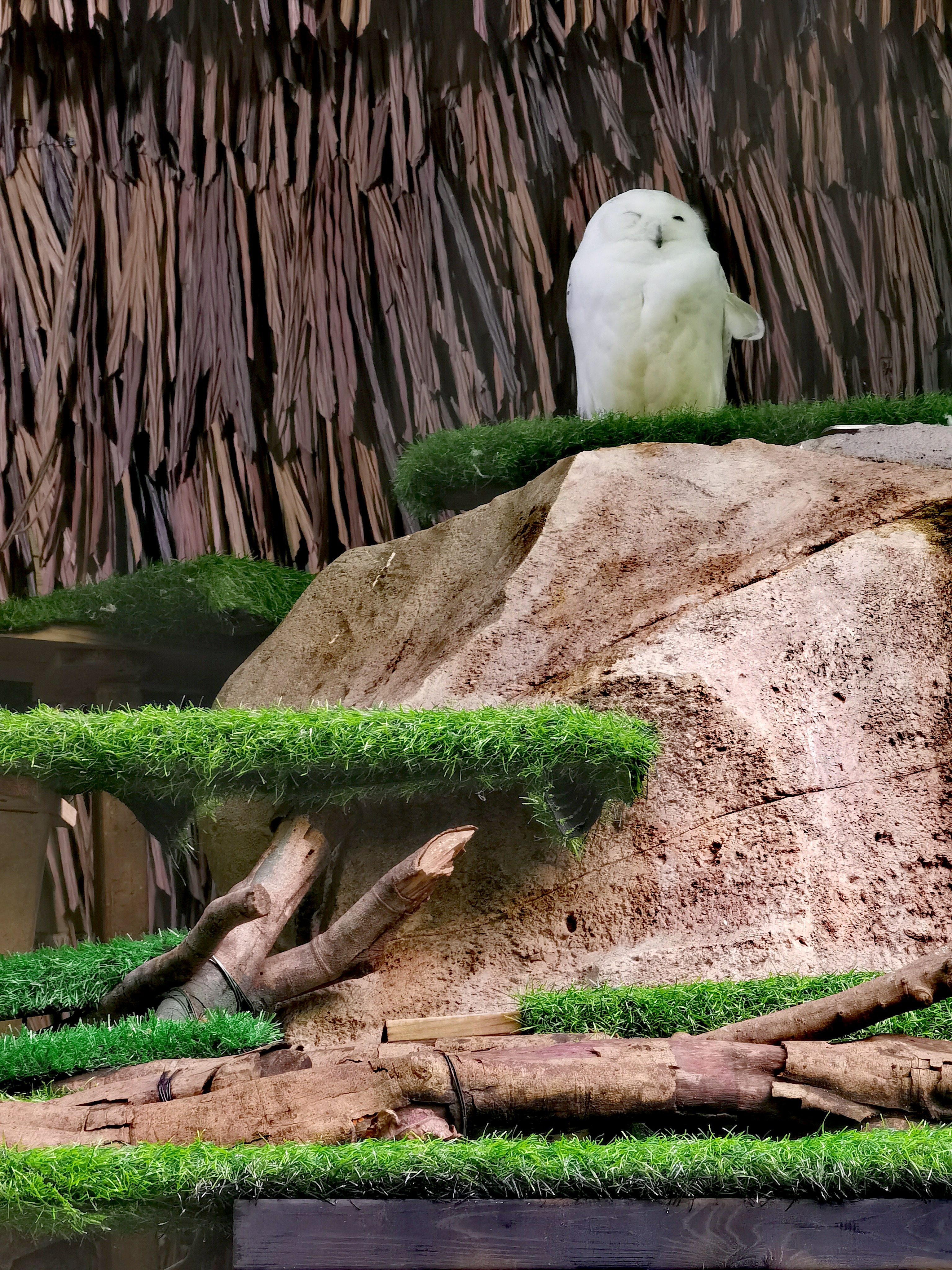 长隆野生动物园,在长隆野生动物园过生日