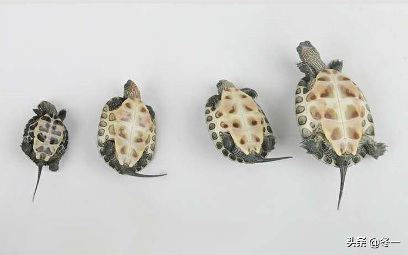 新手养龟的基本知识,入门养龟用什么龟缸