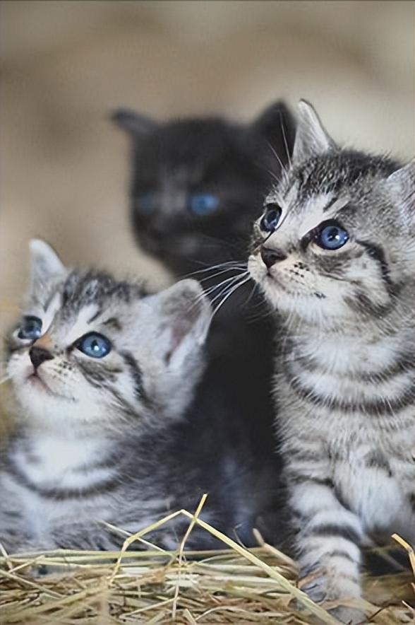 猫咪在家生宝宝后怎么照顾小猫,猫咪在家生小猫好不好