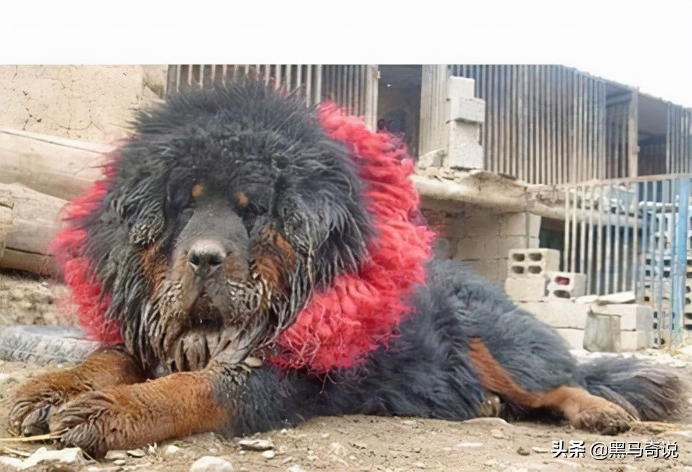 濒临灭绝藏獒,藏獒濒临灭绝