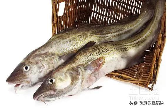 银鳕鱼是哪里的鱼,鱼中钻石蓝鳍金枪鱼