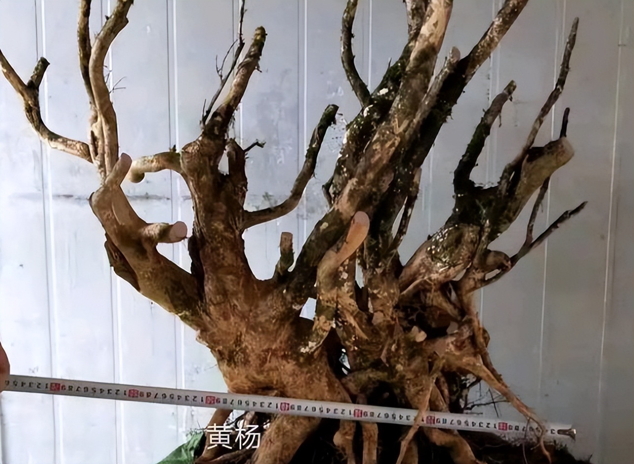 下山桩是否越高越不好养,所有下山桩都用同一种方法种植