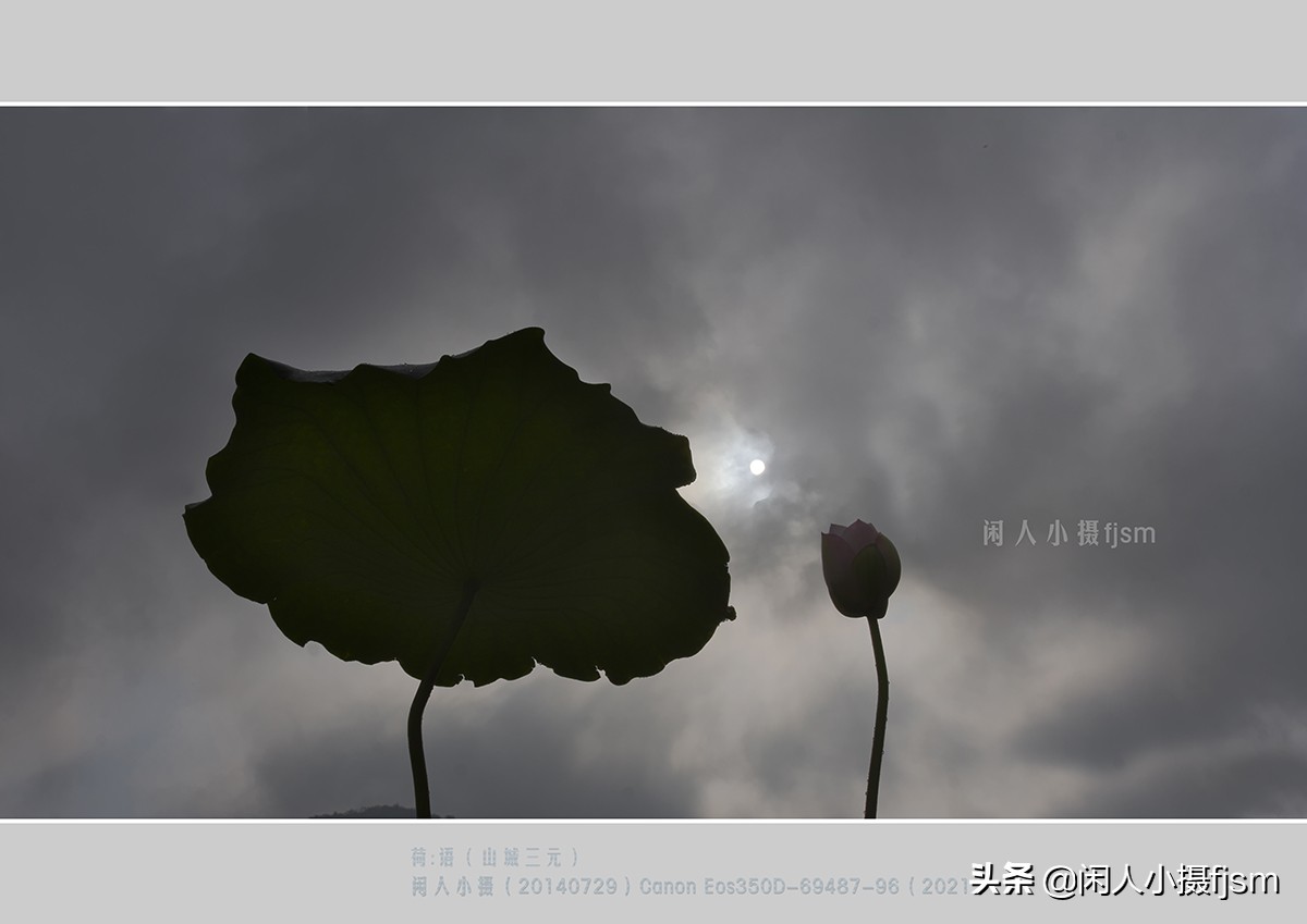 把荷花拍高级的摄影技巧,摄影荷花的拍摄技巧
