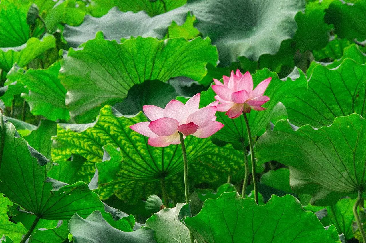 诗经夏天的诗句有哪些,古诗里面描写夏天的诗句有哪些