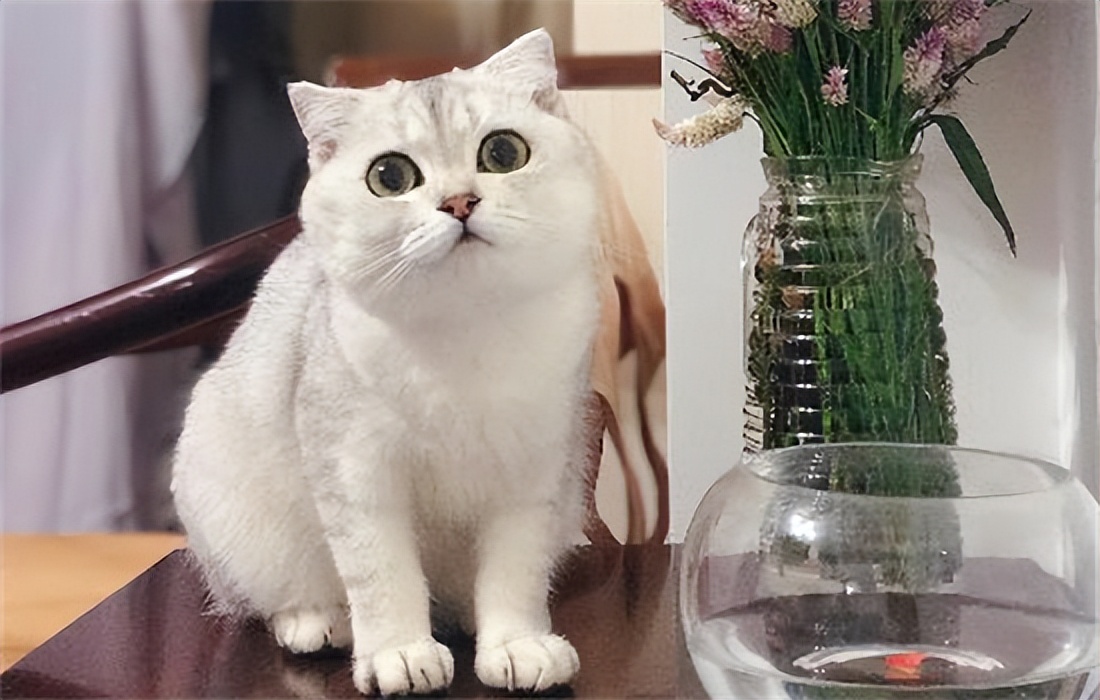 飞跃尴尬期，银渐层才能到达颜值巅峰！吃点啥能发腮呢？