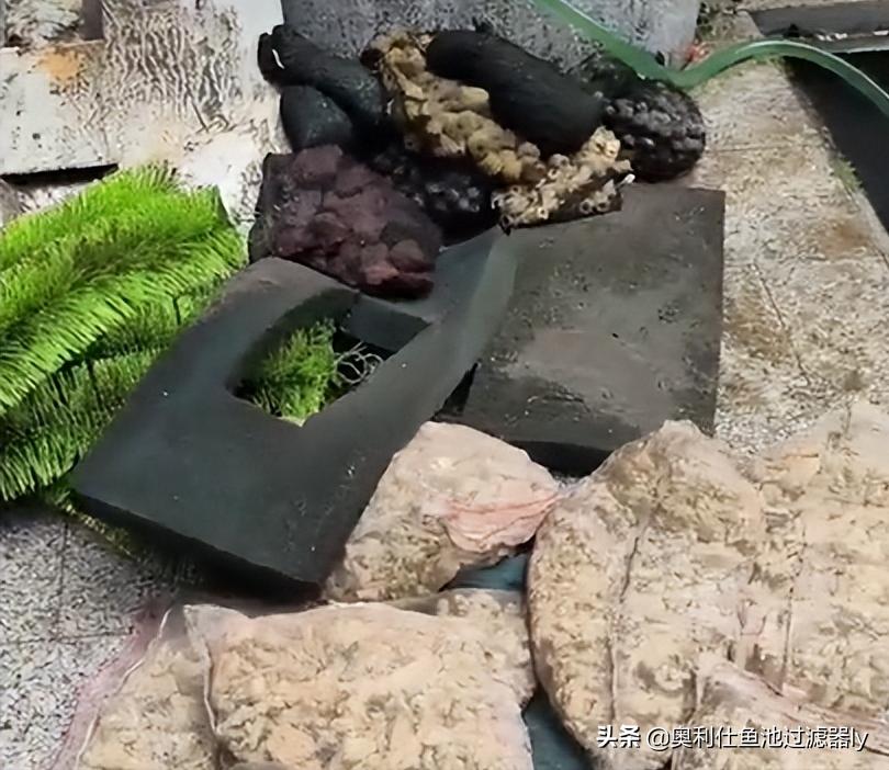 锦鲤鱼池清洗方法,鱼池里锦鲤总是死