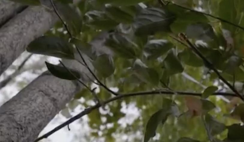 “我红了,她走了”