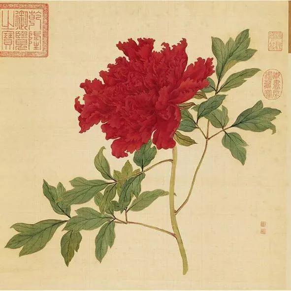 蒋廷锡牡丹画法,蒋廷锡百种牡丹画法