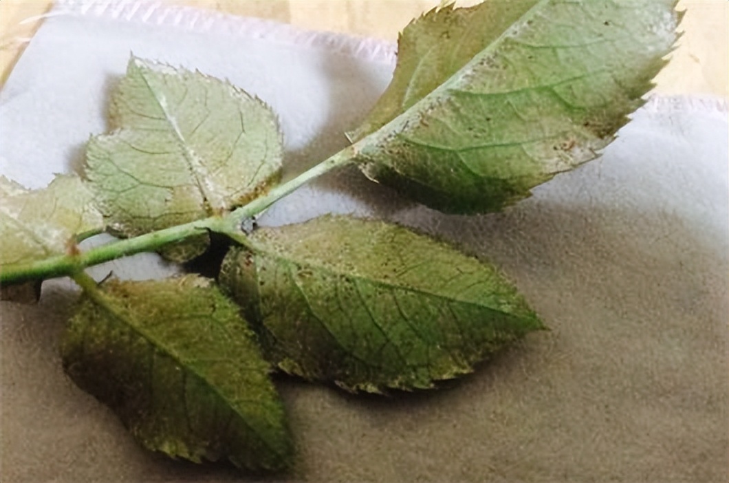 养花长虫子怎么办,养花招虫子的处理方法