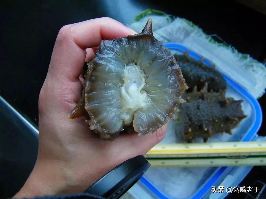 辽宁被忽略的海鲜大省,辽宁低调的海鲜大省