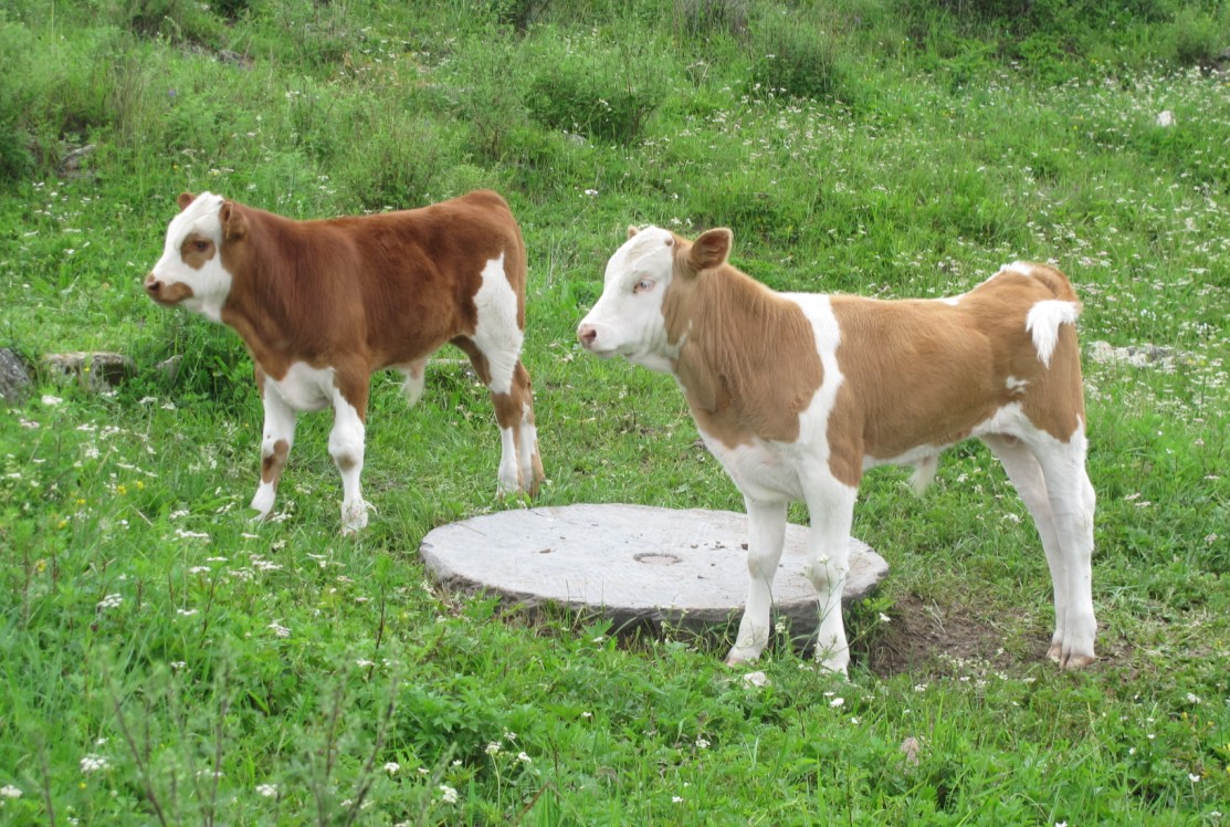 新生牛犊拉绿色稀水便用什么药,牛犊拉绿色稀便怎么回事