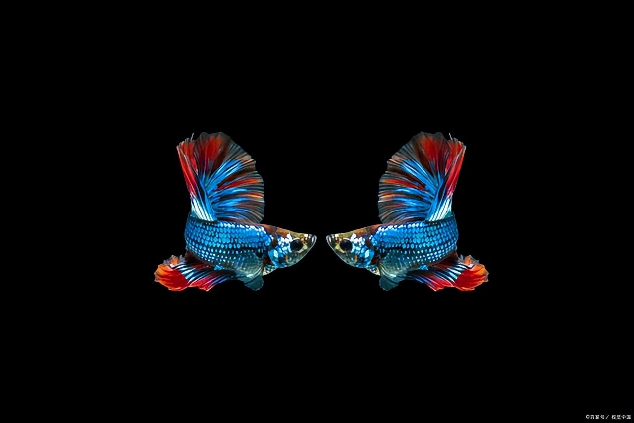 斗鱼褪色后怎么恢复,光照过强斗鱼褪色