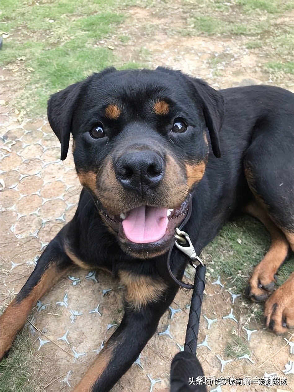 100种名犬价格,世界名犬排名前100图巴哥犬