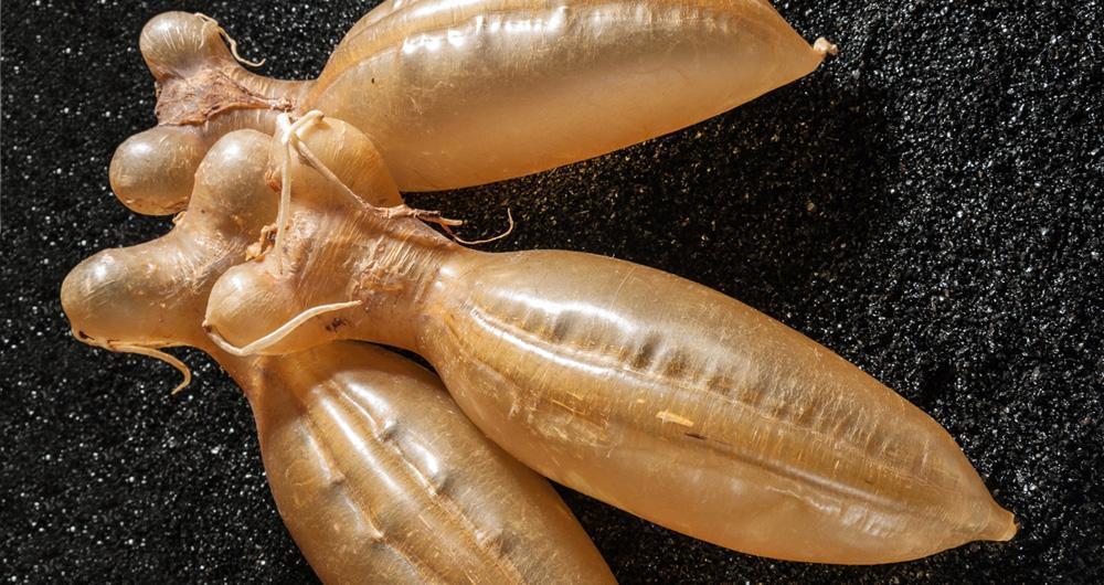 鱼鳔为什么有些很贵,鱼鳔的价格不同价值相同吗