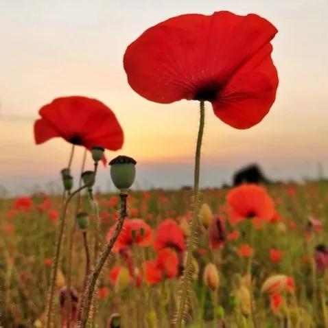 你不知道的国家冷知识卢森堡,比利时你所不知道的国家冷知识