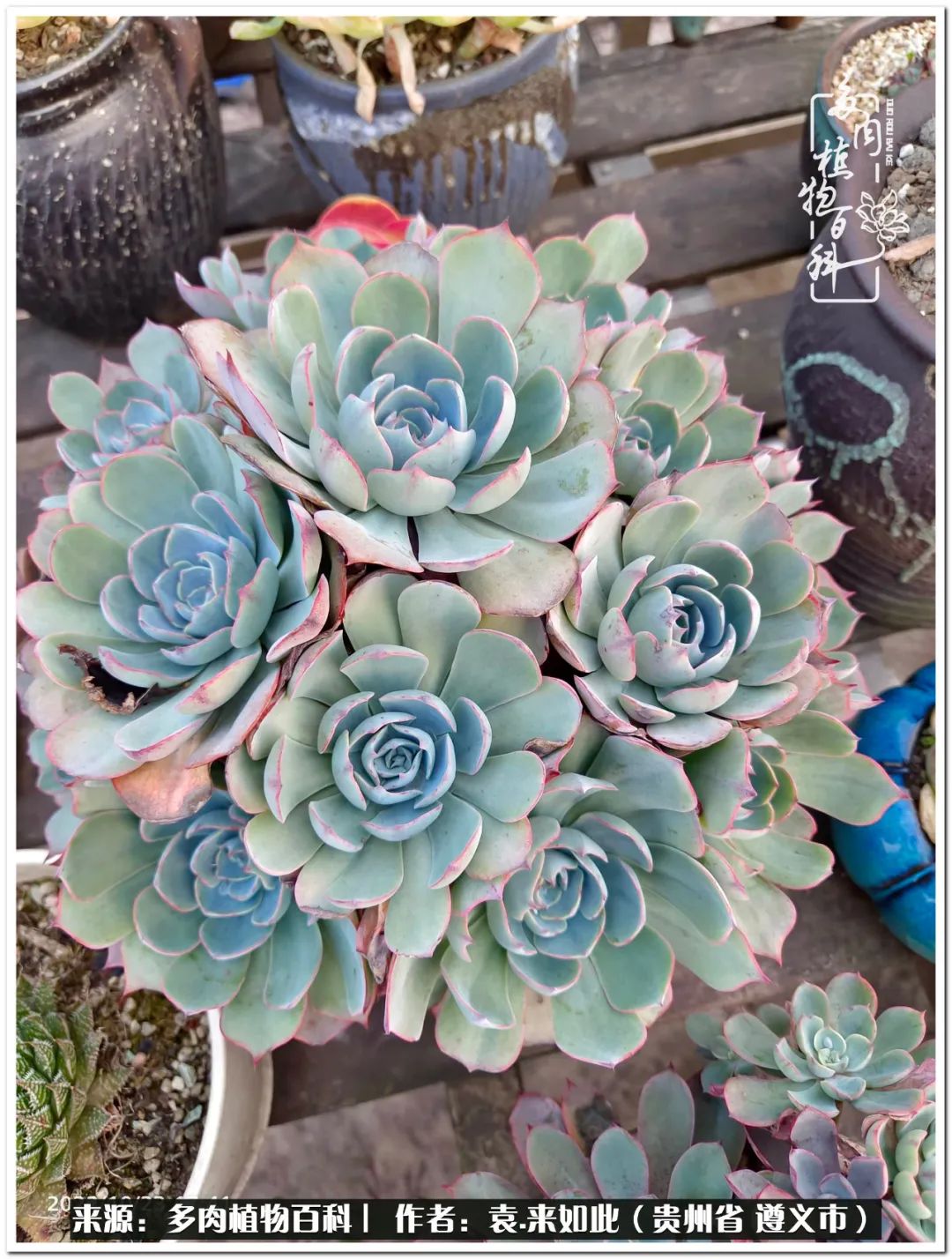 多肉和鲜花并存更养眼,最养眼的多肉品种