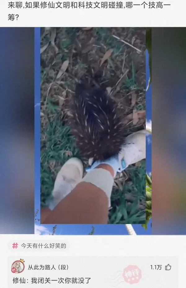 为什么鳄龟长大了背甲会变,鳄龟为什么养的背甲很大