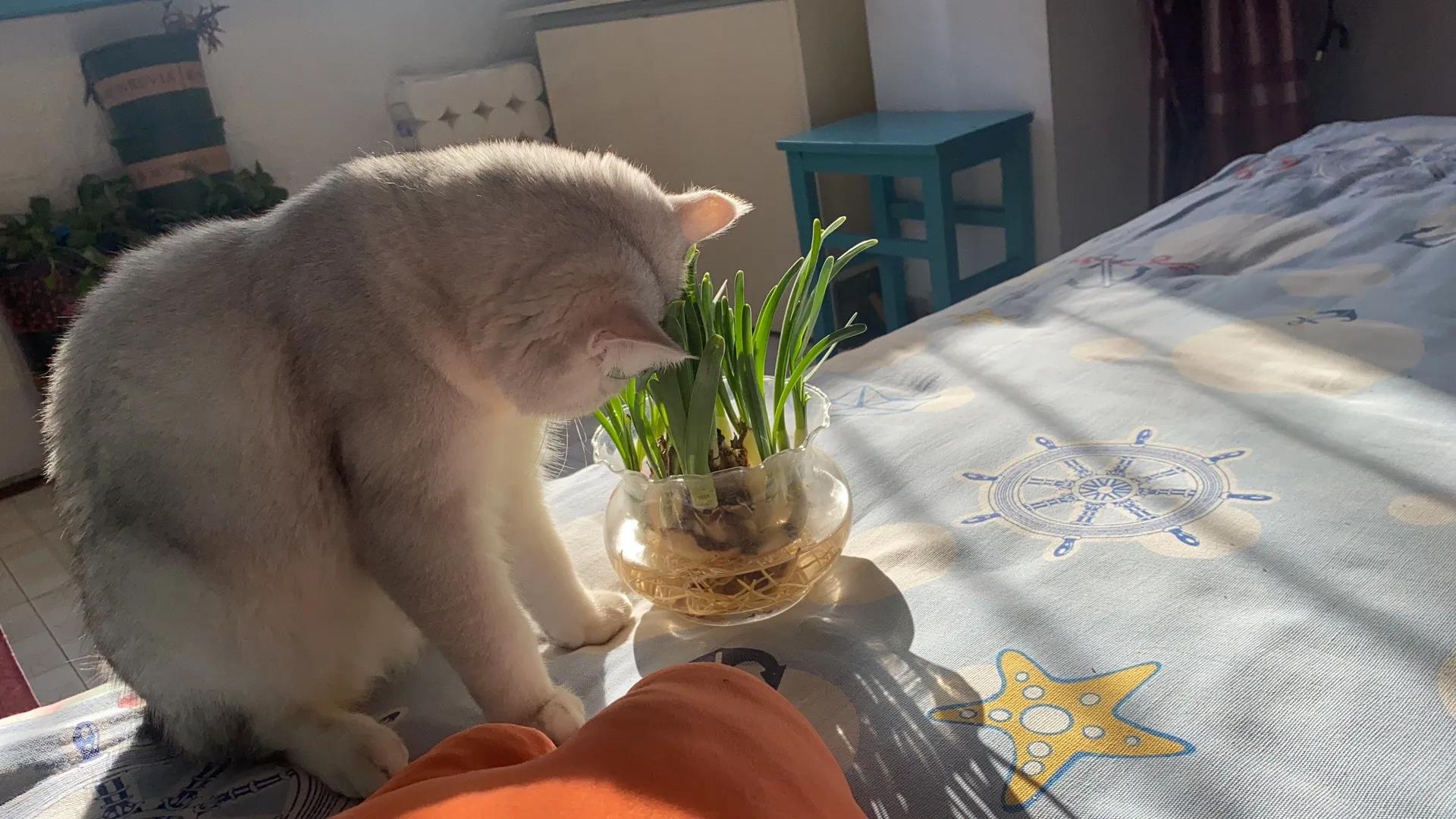 猫咪对人都有什么危害,月季花对猫咪有什么危害