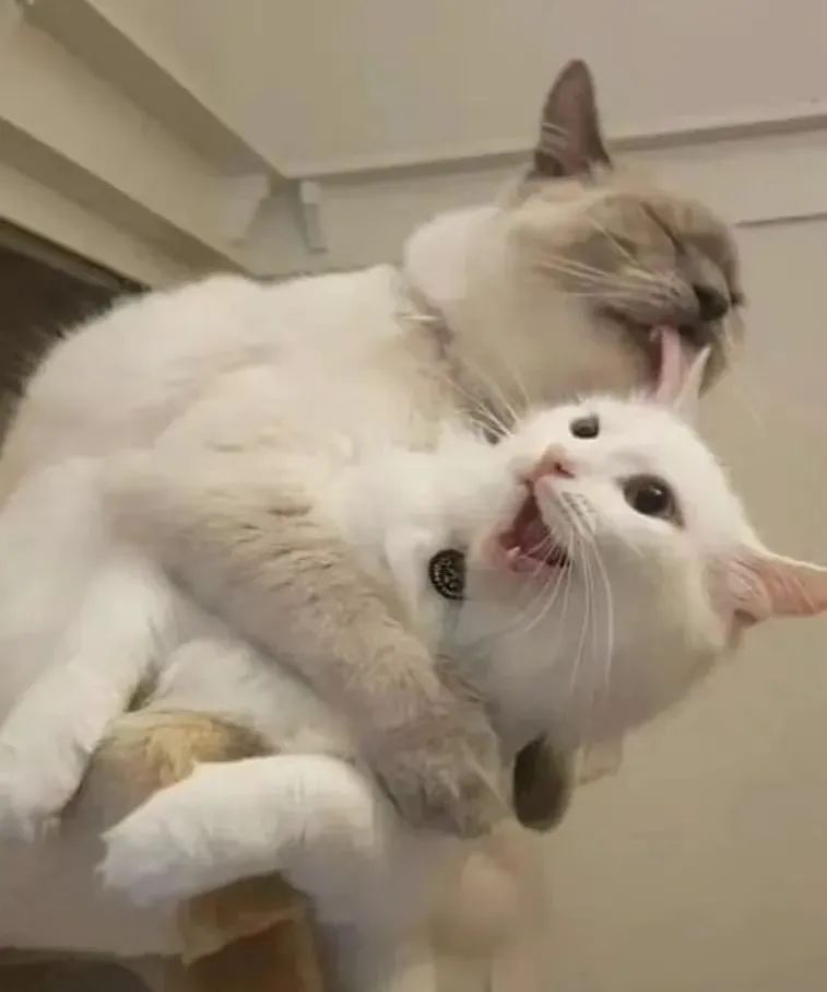 如何拥有一只奶牛猫,如何养出社牛猫