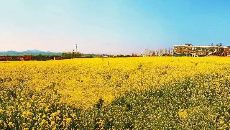 解析全国16个整村运营,解码全国16个整村运营经典案例