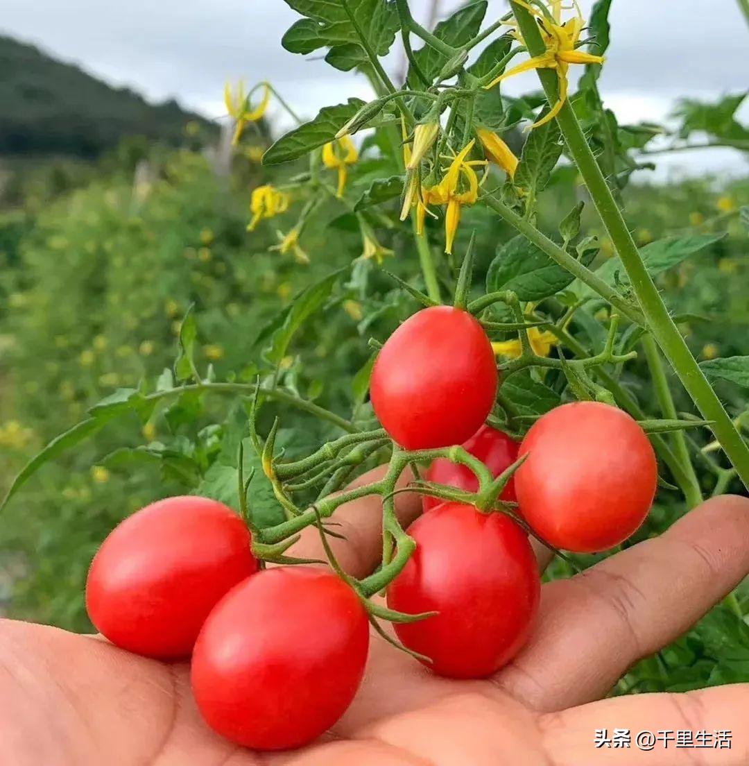 海南千禧樱桃圣女果,新鲜樱桃圣女果
