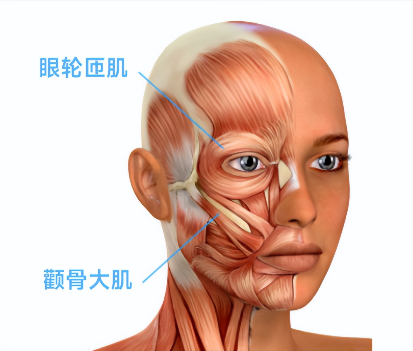 如何照相身体不僵硬,一拍照表情就僵硬