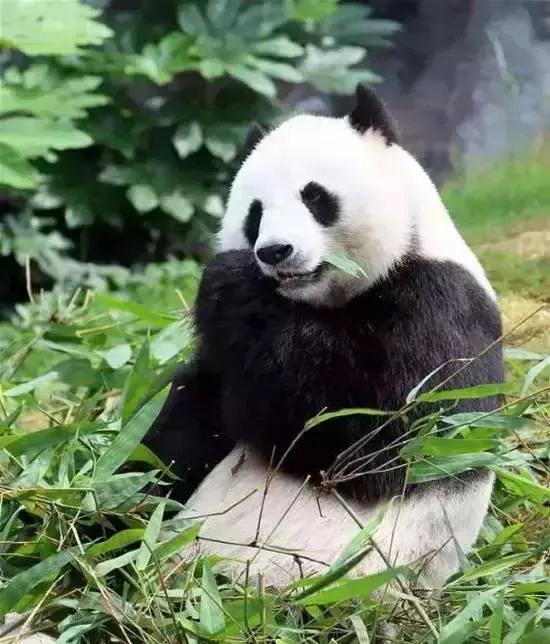 熊猫界几大家族,熊猫的种类有多少种