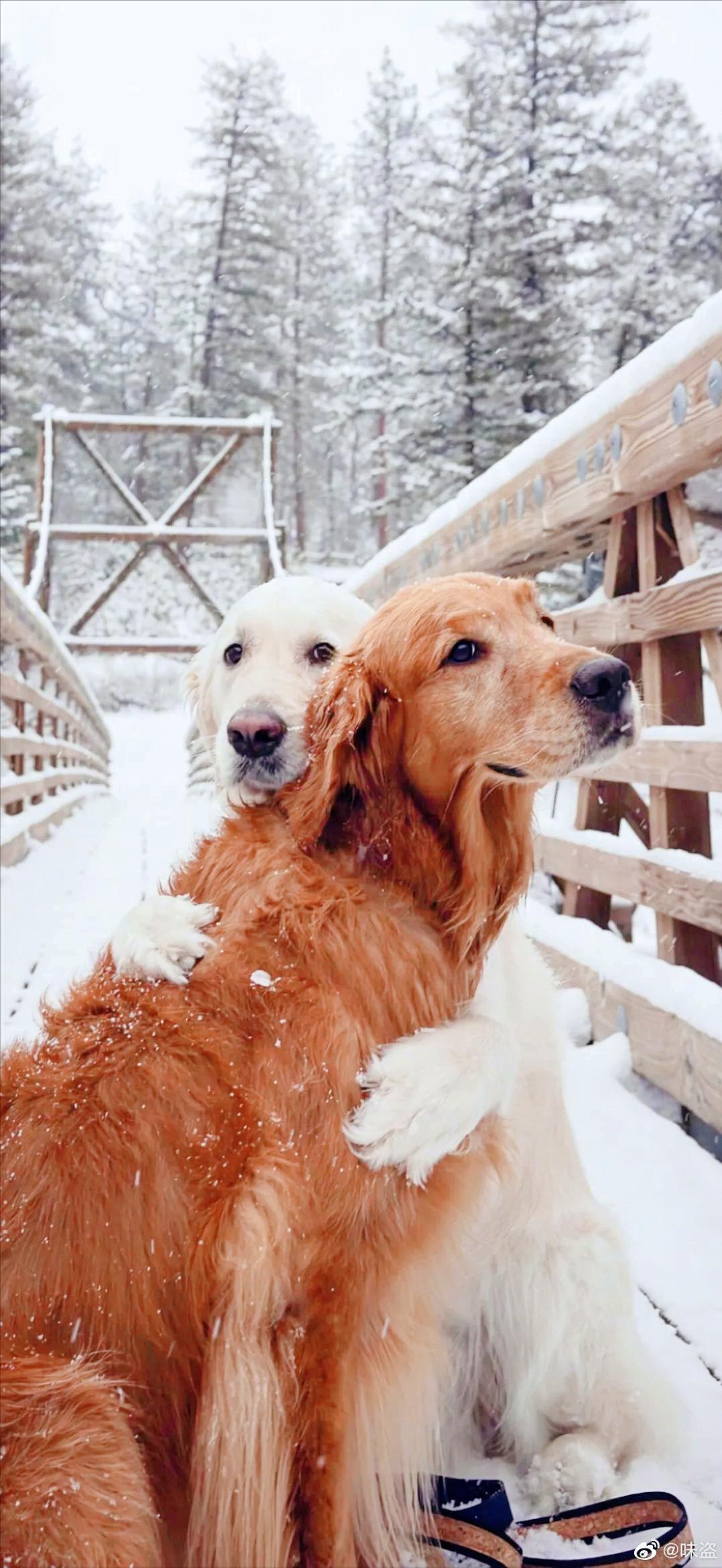 宠物发情怎么治,怎么避免宠物发情的方法