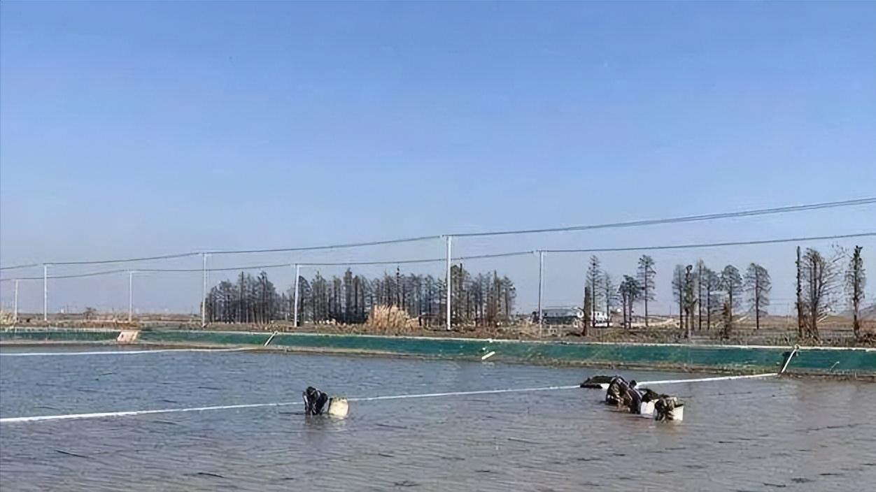 泗洪河蟹养殖用水草,江苏养河蟹技术