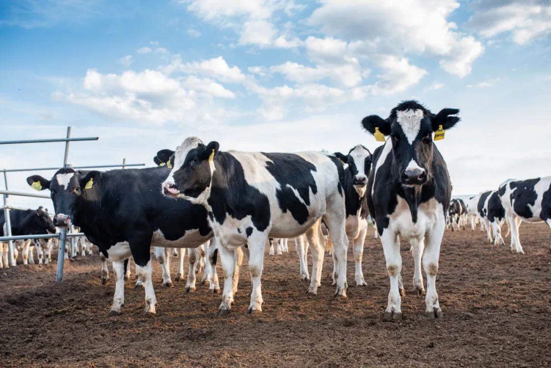 你知道吗？那些会买牛奶、酸奶、奶粉的人，都做对了这件事…