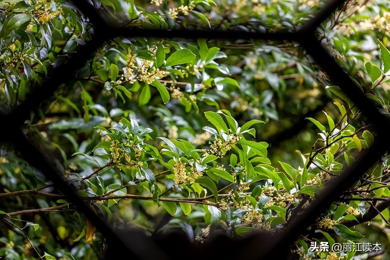 满城桂花香桂林,满城桂花香味