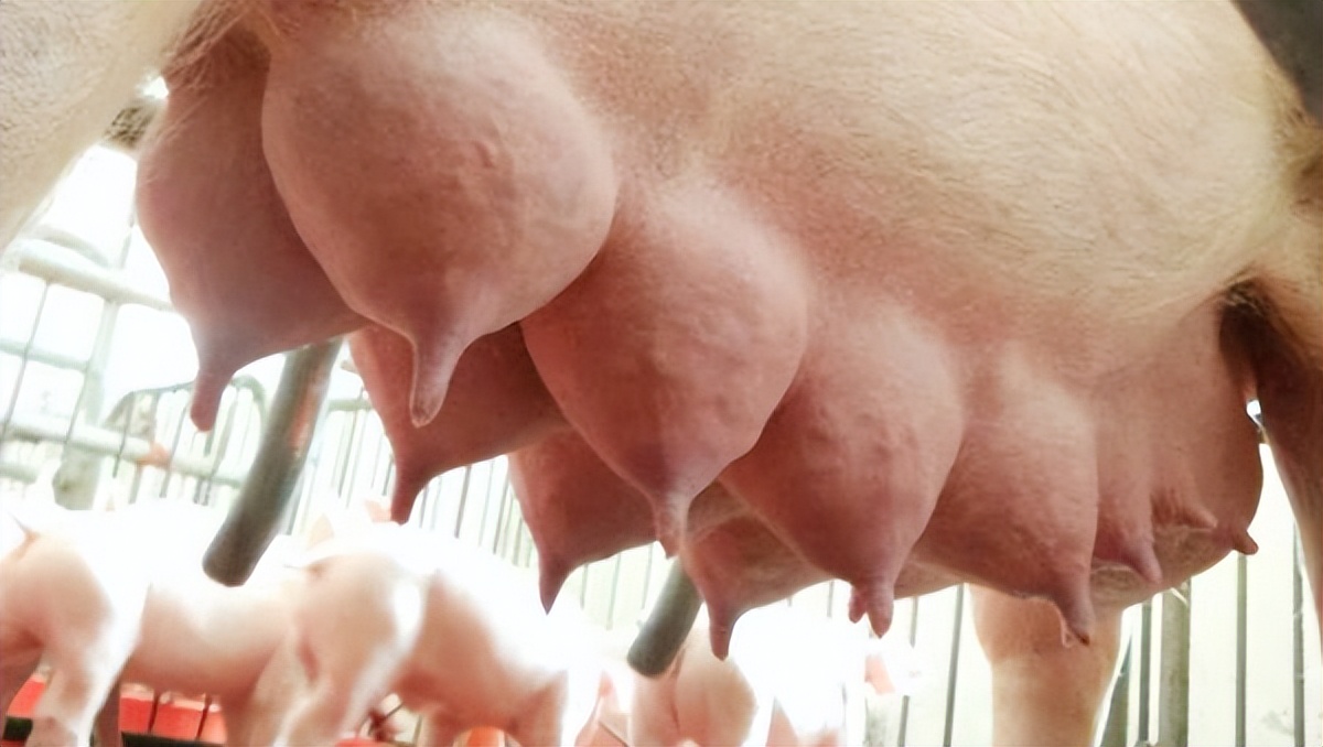 母猪产后没奶水怎么办？母猪产后没奶水的原因，学会了很有用