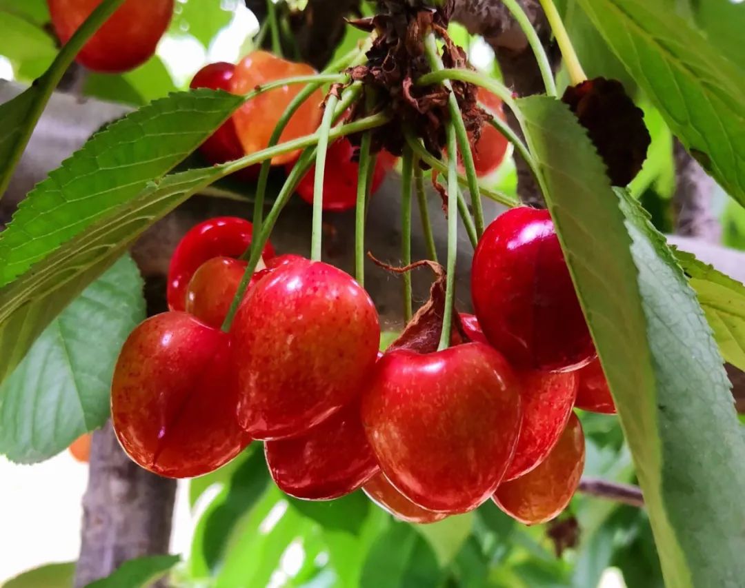 沂蒙乡村振兴学习感悟,乡村振兴看沂蒙专题