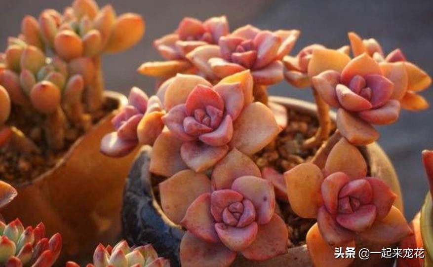 喜欢多肉就养这6种,多肉彩虹糖怎么养
