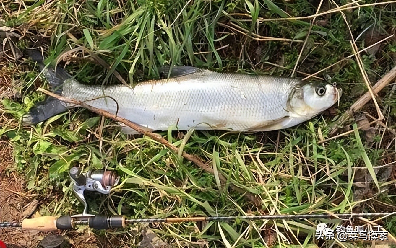 亮片钓翘嘴鱼技巧,亮片钓翘嘴手法和技巧